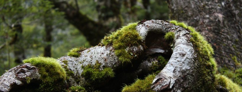 irina popescu winner nonfiction